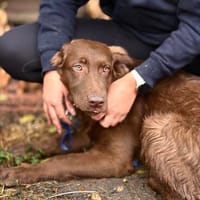 Csoki -Große sanfter Rüde mit wunderschönen grünen Augen, Hund zur Adoption