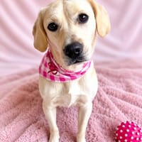 Ivy -Liebevolle, sanfte Hündin sucht ihre Herzensmenschen, Hündin zur Adoption