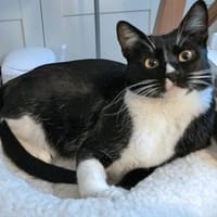 Spielfreudiger Rudy sucht Zuhause, Kater zur Adoption
