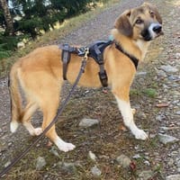 ❤Dana  7 Mon., sehr menschenbezogen sucht..., Hündin zur Adoption