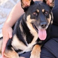 Spiky (Kreta)-Freundliche & fröhliche Hündin sucht ihr Für-I, Hündin zur Adoption