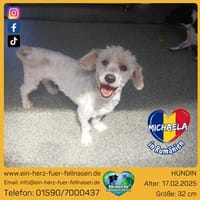 Michaela, verwahrloste kleine Hündin sucht  2. Chance, Hündin zur Adoption