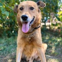 Zeusz -Sanfter Senior wünscht sich wieder Wärme und Geborgen, Hund zur Adoption