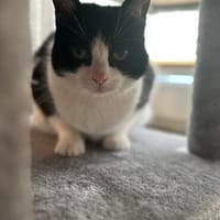 Neugierige Katze TINKA sucht Zuhause mit Freigang!, Katze zur Adoption