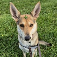 Ella - verliert ihr Zuhause, Hündin zur Adoption