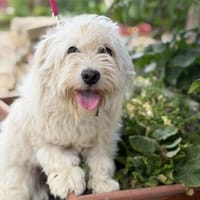 Sonnenschein Lorka sucht ein liebevolles Zuhause!, Hündin zur Adoption
