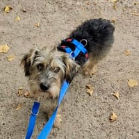 Lino, zutraulich, freundlich, intelligent, Hund zur Adoption