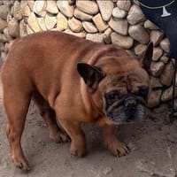 Valco  Ein Herz auf vier Pfoten wartet auf sein großes Glü, Hund zur Adoption