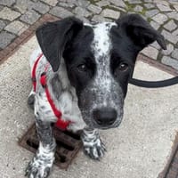 Junghund ♥JONI♥ freundlich, fröhlich wartet in 04157 Leipzig, Hund zur Adoption