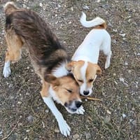 NELLY sucht 4ever home, Hündin zur Adoption