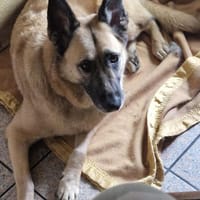 Safira - die Liebe und Treue in Person, Hündin zur Adoption