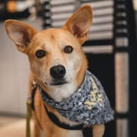 verschmuster Aurell sucht seine Menschen, Hund zur Adoption
