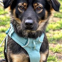 Der hübsche Moritz sucht ein neues Zuhause!, Hund zur Adoption