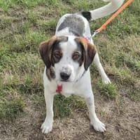 Benjana ist ein wunderbarer, lustiger und toller Rüde!, Hund zur Adoption