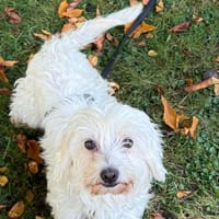 Bella  in 77776 Bad Rippoldsau, Hündin zur Adoption
