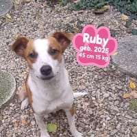Liebe Ruby möchte endlich in ein schönes Leben starten!, Hündin zur Adoption