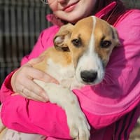 Liebes Windhund Mix Mädel sucht Familie, Hündin zur Adoption