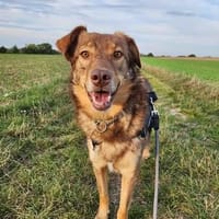 Nela sucht nach ihrem Glück 🐾, Hündin zur Adoption