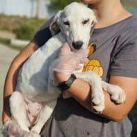 Zarte Caluna sucht ihre Familie, Hündin zur Adoption