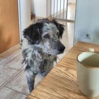 BASILIO - auf PS in Dorsten, Hund zur Adoption
