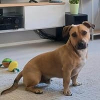 Bosco 3 ♥ Auf Pflegestelle in 53225 Bonn, Hund zur Adoption