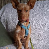 Ella auf Pflegestelle, Hündin zur Adoption