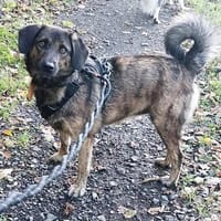 Astera ist sehr menschenbezogen, lieb und sozial!, Hündin zur Adoption