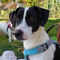 BASILICO - auf PS in Berlin, Hund zur Adoption