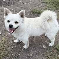 Kleiner Herzensbrecher Ollie, Hund zur Adoption
