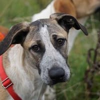 Darf Penny zu Ihnen gehören?, Hündin zur Adoption
