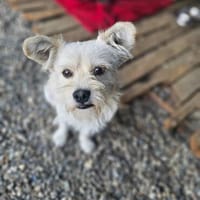 Freundlich und offener Rico, Hund zur Adoption