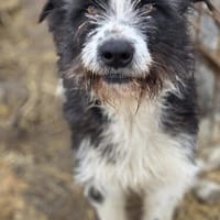 Belle sucht liebevolles Zuhause (I), Hündin zur Adoption