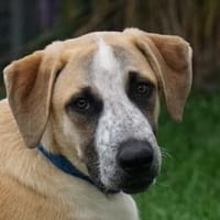 Hübscher Pongo sucht Zuhause, Hund zur Adoption