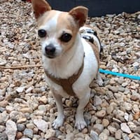 Linda° in 86529 Schrobenhausen, Hündin zur Adoption