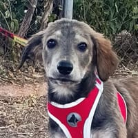 Schüchterner Welpe Aramis, Hund zur Adoption
