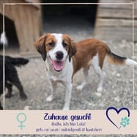 Lola - sucht liebevolle Familie für immer - bist du es ?, Hündin zur Adoption