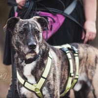 Nano sucht passende Familie, Hund zur Adoption