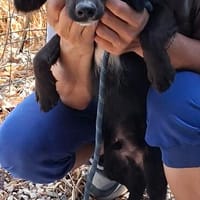 Pip 😍ruhiger aufmerksamer Cocker-Mix auf PS in München, Hund zur Adoption