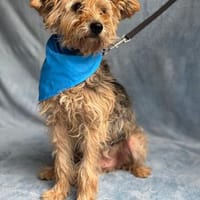 Gutmütiger Leroy sucht seine eigene Familie, Hund zur Adoption