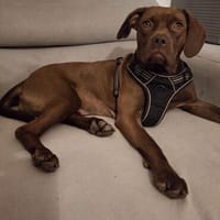 🐾 Traumhündin Ginger sucht ihr Für-immer-Zuhause, Hündin zur Adoption