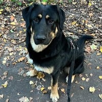 Antonio sucht seine Familie, Hund zur Adoption