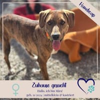 Mira - Handicapdame na und - liebenswerte Maus sucht Dich, Hündin zur Adoption