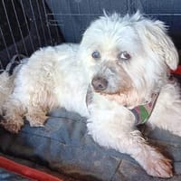 Coqui° in 86529 Schrobenhausen, Hund zur Adoption