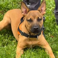 lana, chienne à adopter
