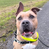 SAPHYR, chien à adopter