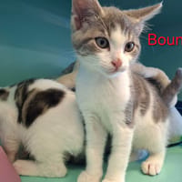 Bounty, chat à adopter