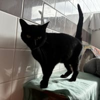 BIBICHE, chatte à adopter