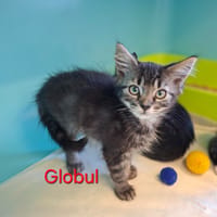 Globul, chatte à adopter