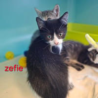 Zéfie, chatte à adopter