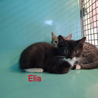 Elia, chatte à adopter